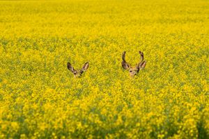 Two deer peek their heads above a vibrant yellow canola field in full bloom.