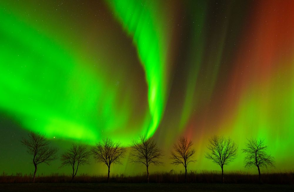 Vibrant green northern lights dance across the night sky above a row of silhouetted bare trees in winter.