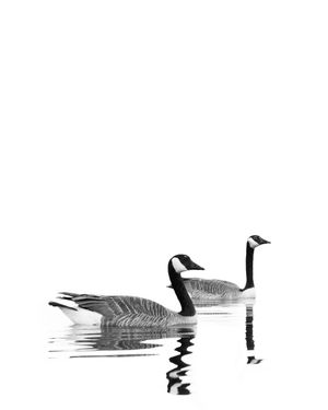 Two black and white Canada geese swimming in calm water with their reflections creating rippling patterns.