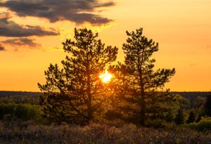 Vibrant orange sunset peeks through silhouetted pine trees against a dramatic sky in a wilderness landscape.