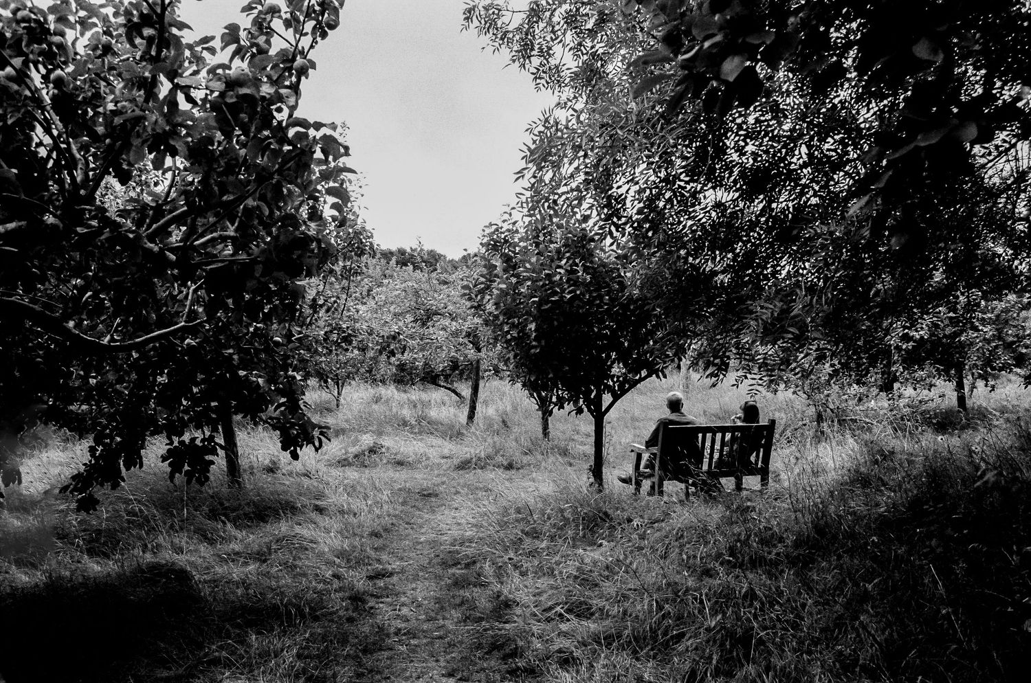 A solitary bench sits among trees in a misty black and white landscape.