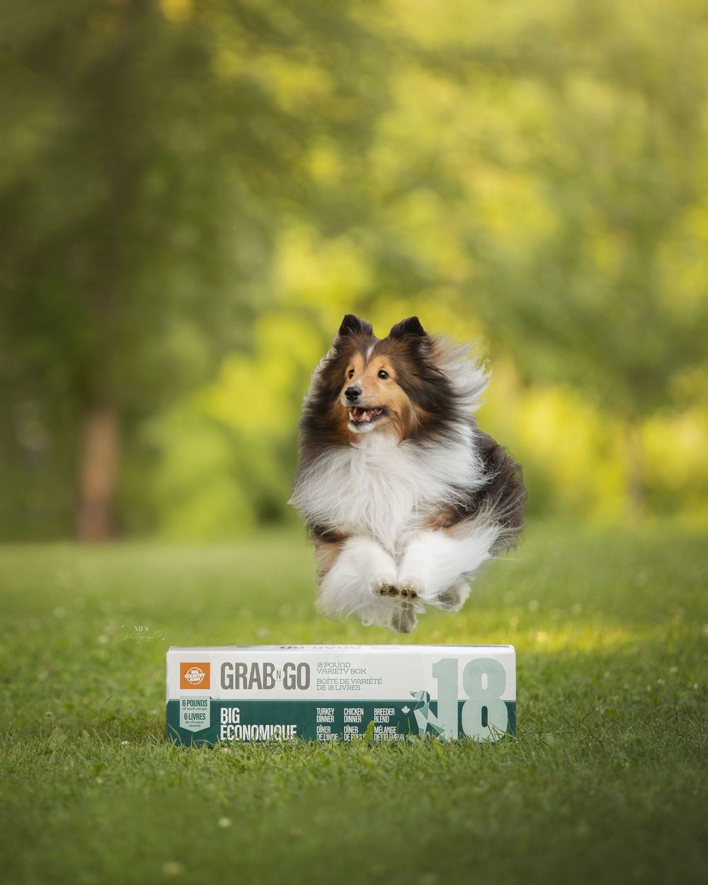 pet-product-photoshoot
pet-brand-photoshoot
product-photography