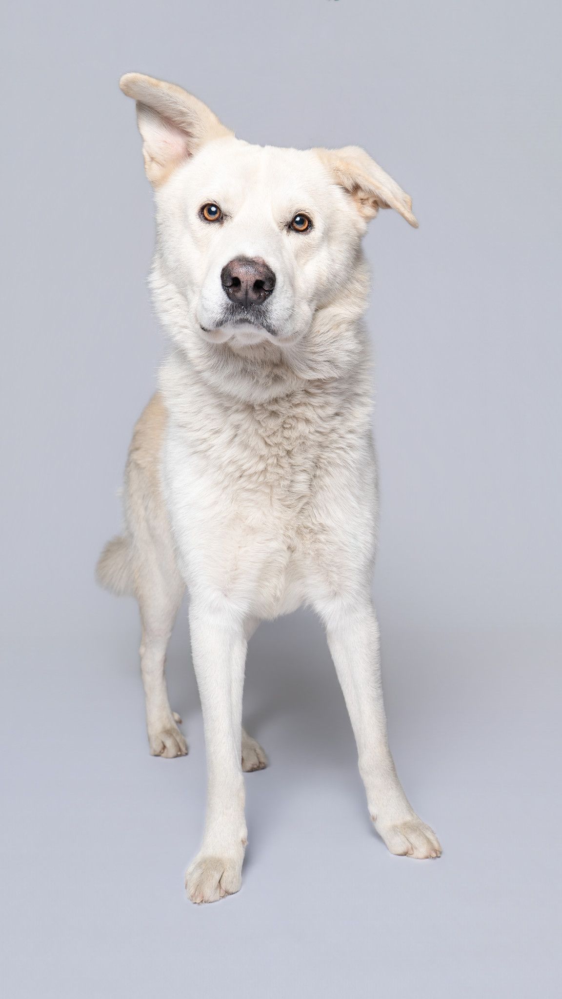 A fluffy white shelter dog with light blue eyes shown iagainst a white background.