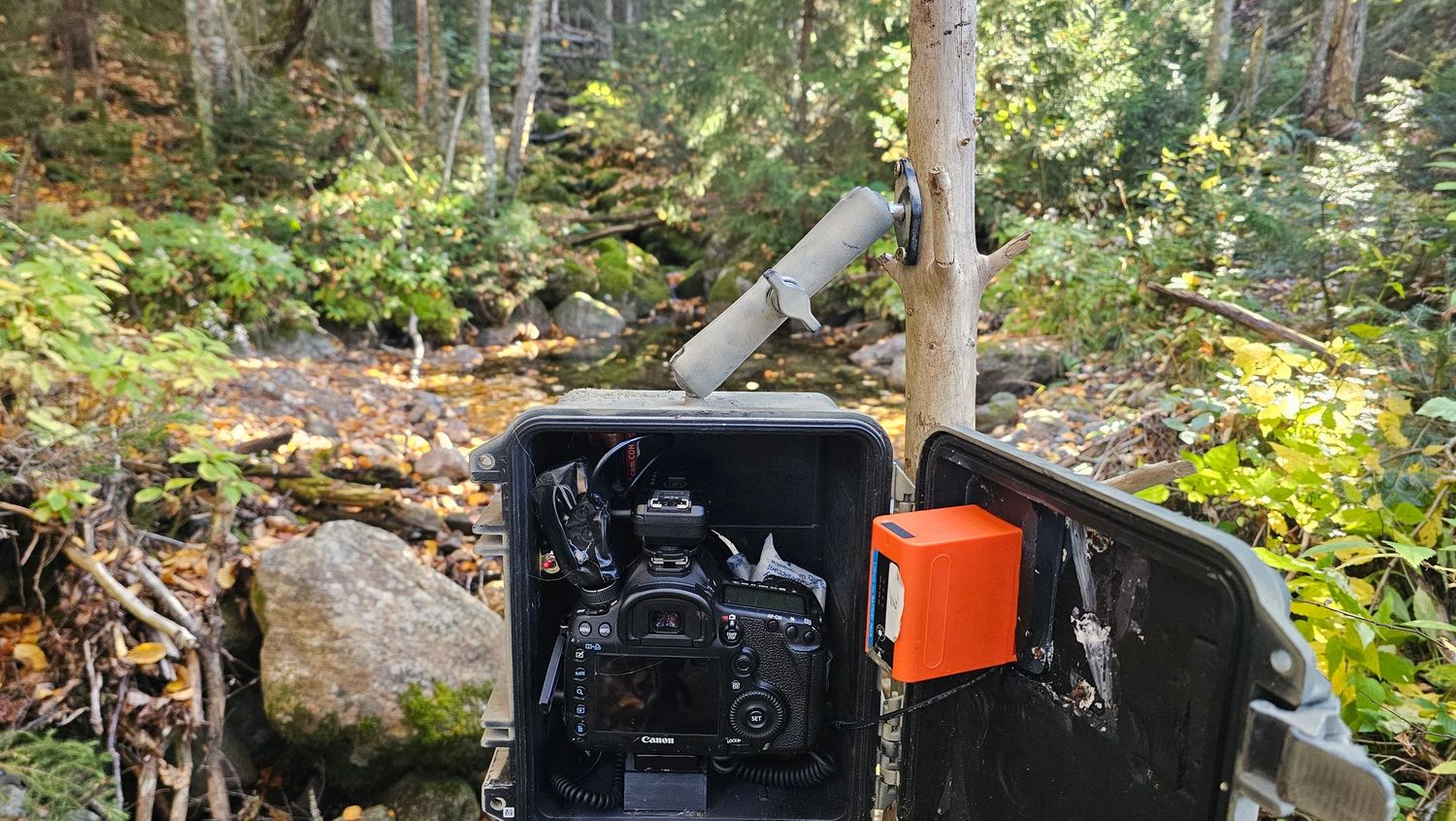 Canon DSLR camera trap setup in an open Pelican case mounted on a tree in autumn forest.