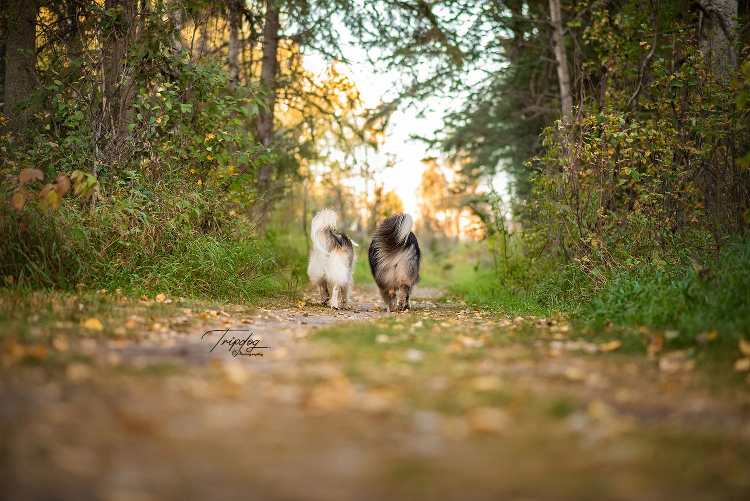 Two fluffy dogs walking away on a leaf-covered forest path during golden hour sunset.