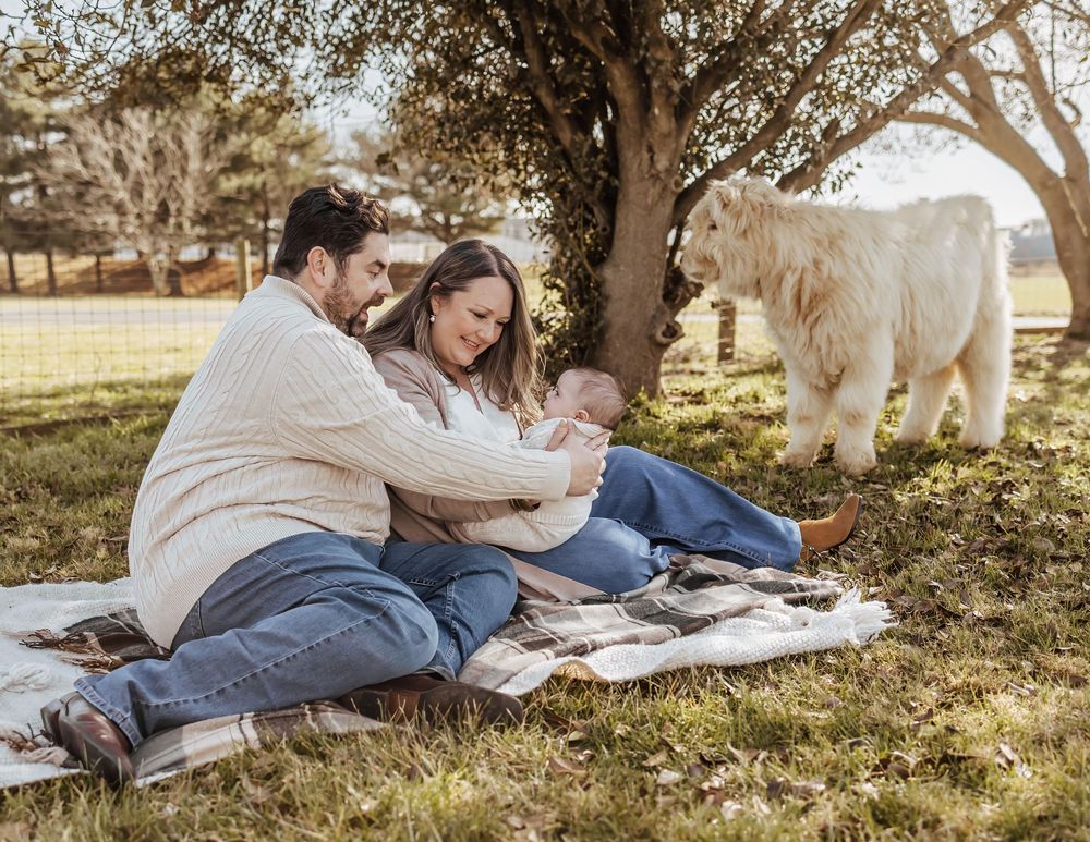 Couple relaxing on picnic blanket in sunny field with alpaca grazing in background.