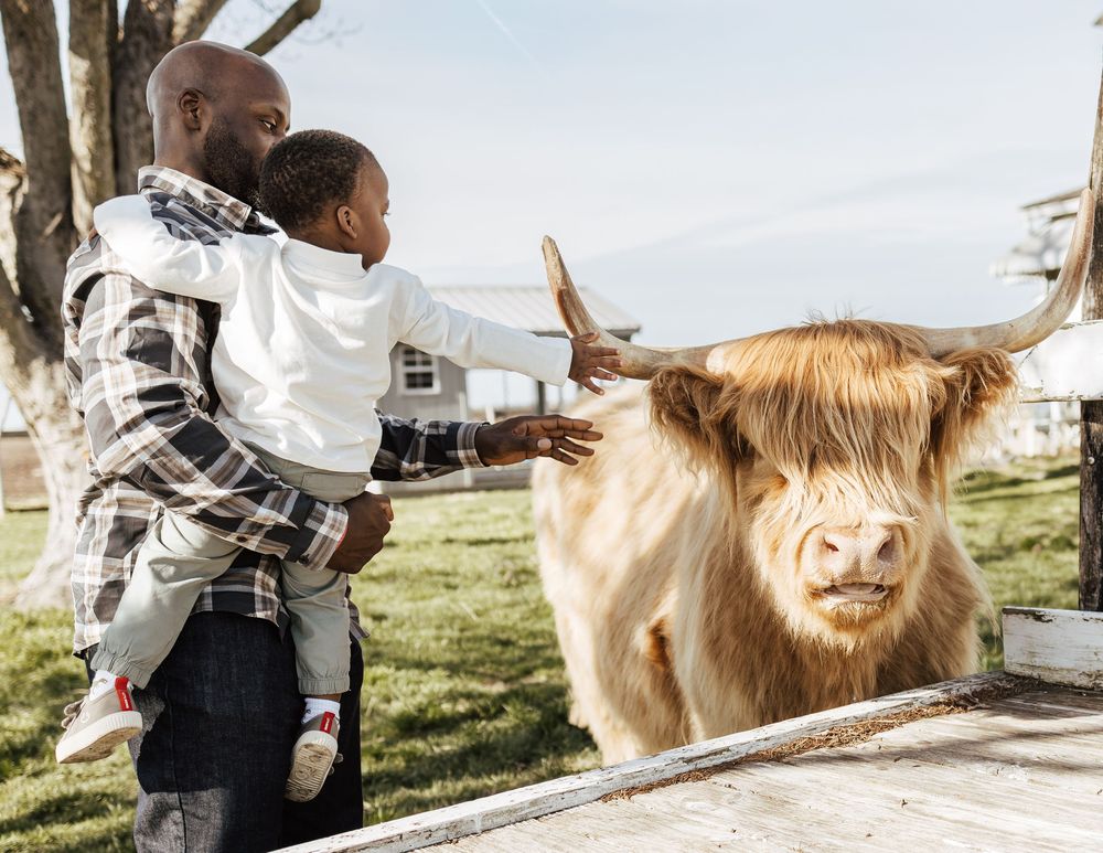 A person holding a child reaches out to touch a shaggy Highland cow with long horns on a sunny day.