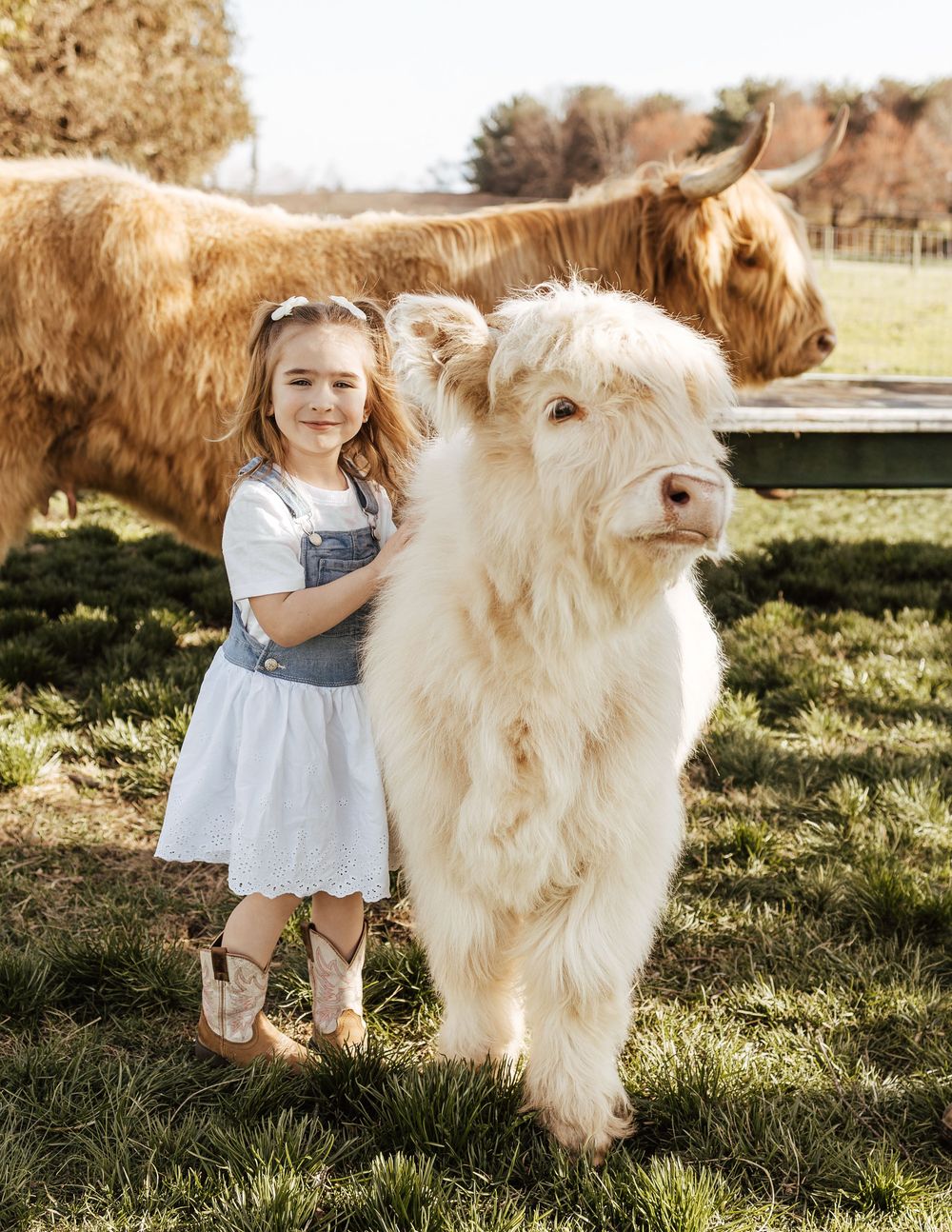 A young child in a blue dress pets a fluffy Highland cow with cream-colored fur in a sunny pasture.