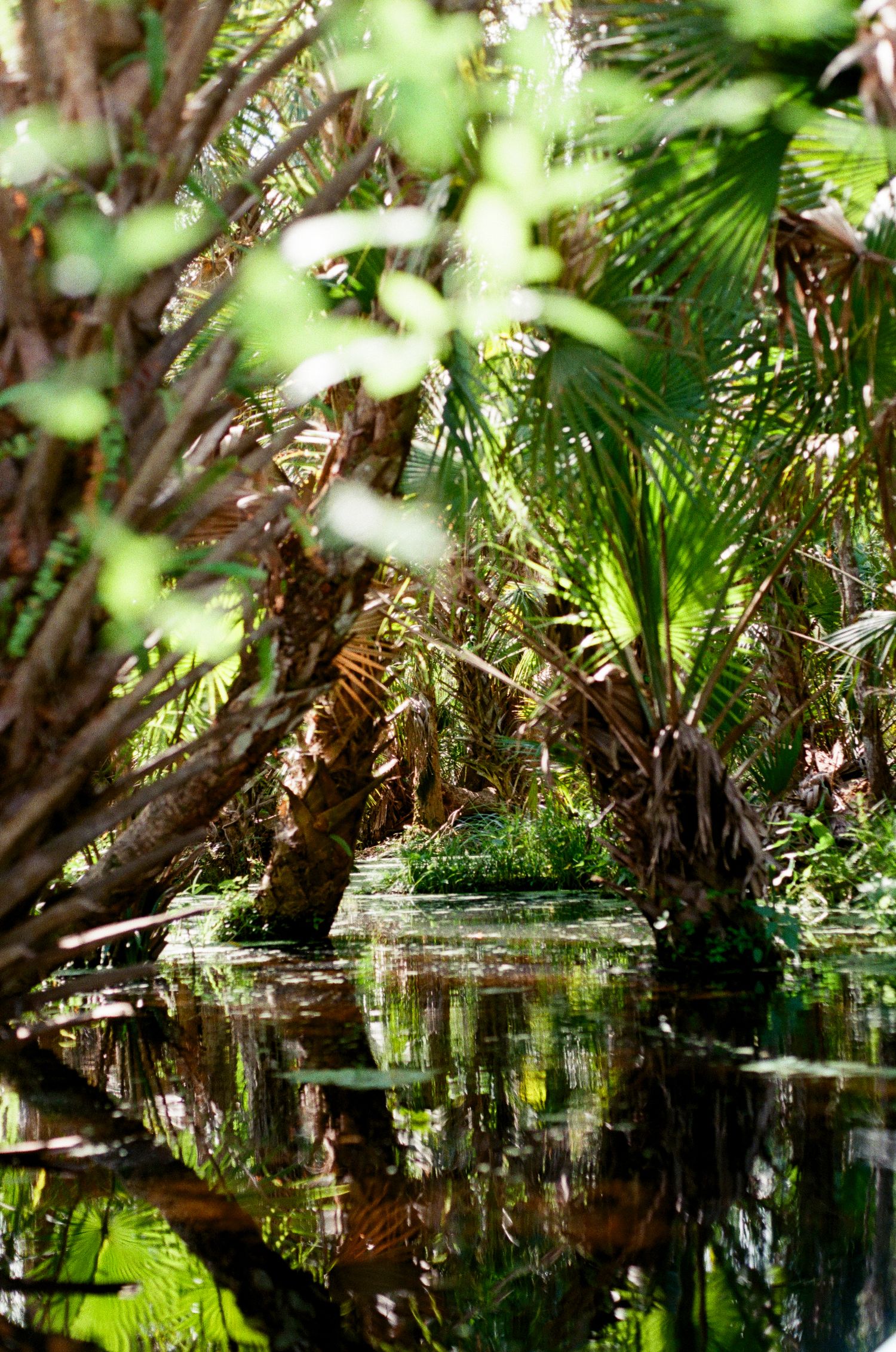 Tranquil garden pond with lush green foliage reflecting in dark water under dappled sunlight.