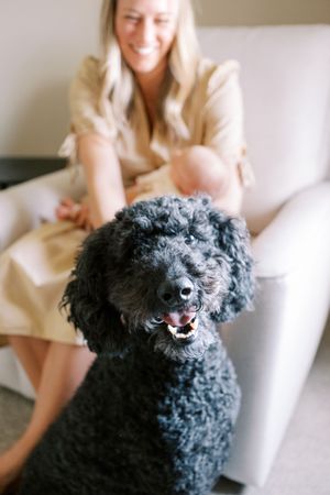 A black curly-haired dog sits on a white couch while someone in beige clothing is visible in the background.