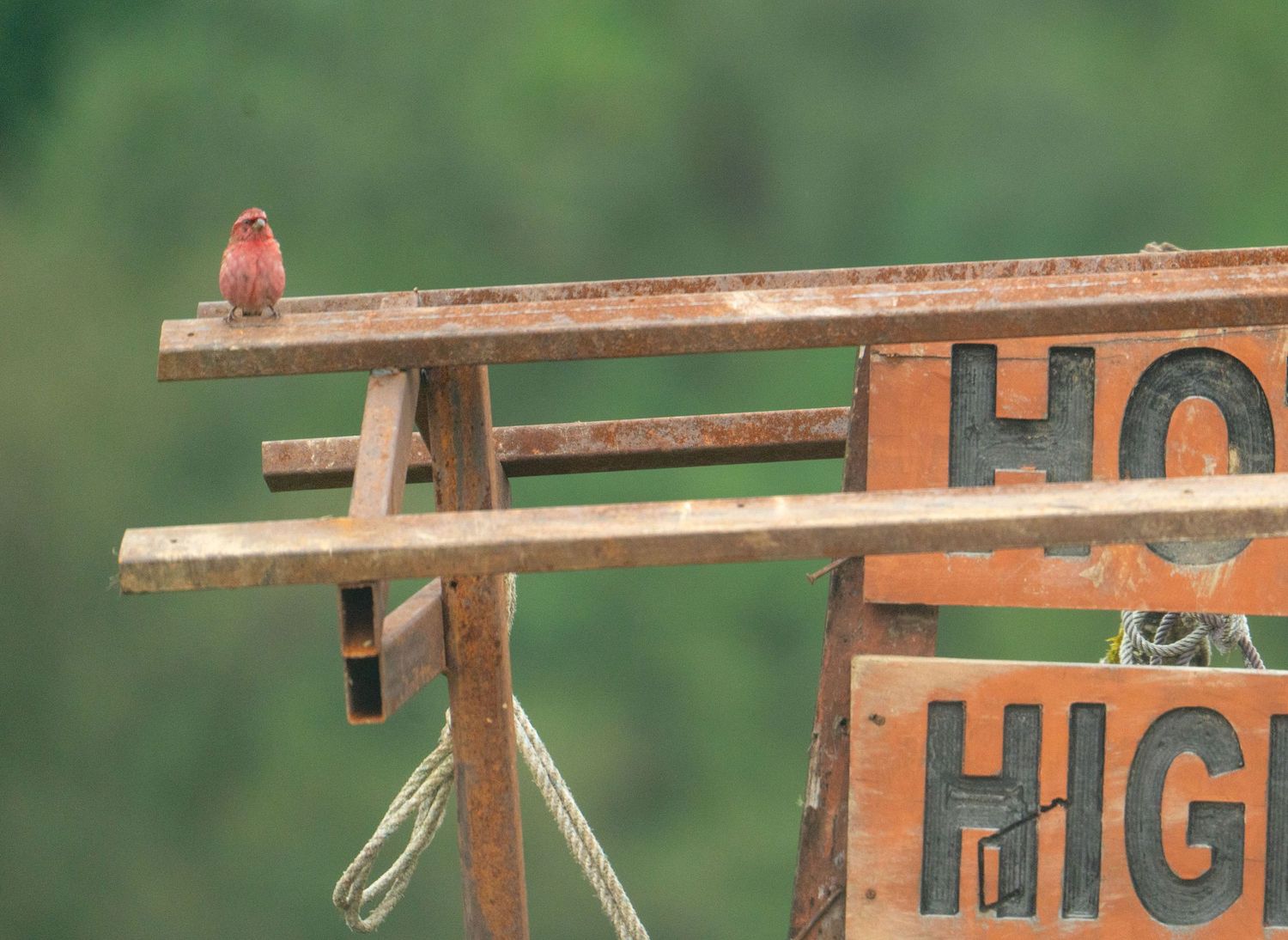 Small yellow bird perched on a wooden fence post in a garden setting.
