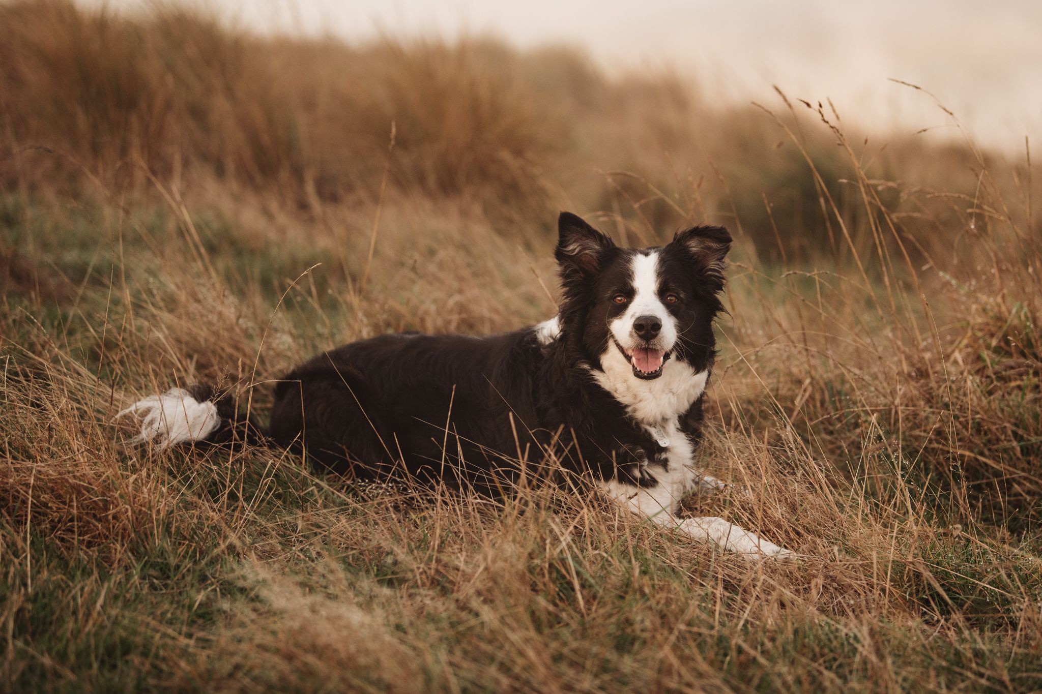 A Border Collie dog rests in brown grass on a hillside during golden hour.