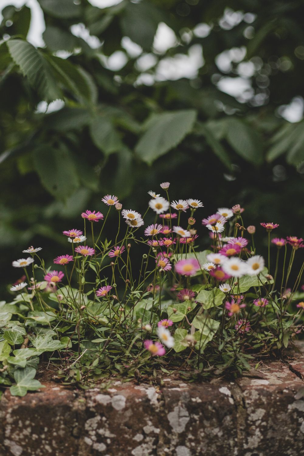 Pink and white daisies growing wild against a dark green leafy background.