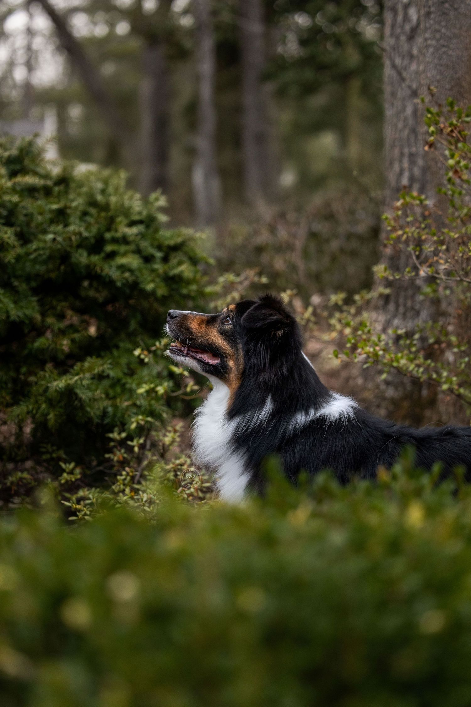 A black and white Border Collie dog sitting alertly among green bushes in a forest setting.