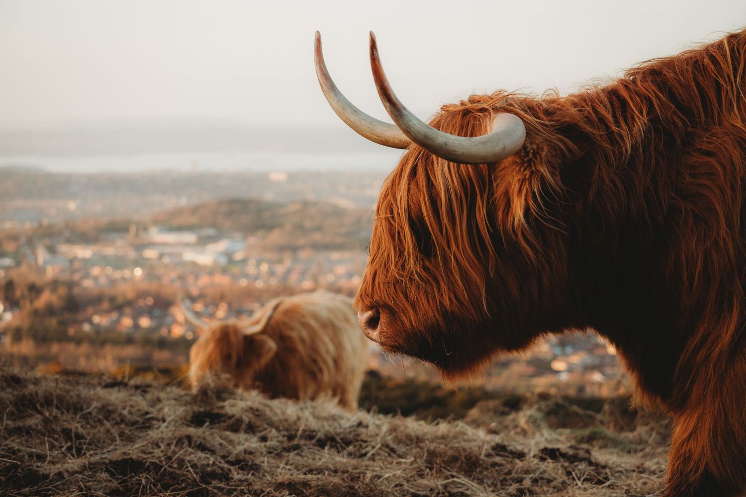 Two shaggy Highland cattle with curved horns graze on a hillside overlooking a misty town in Scotland.