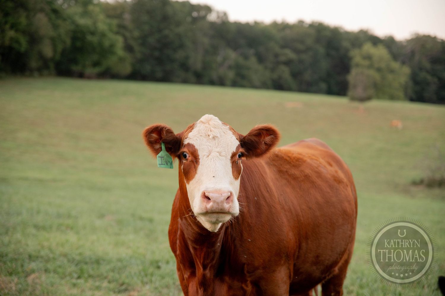 A brown Hereford cow with a green ear tag stands in a lush green pasture with trees in the background.