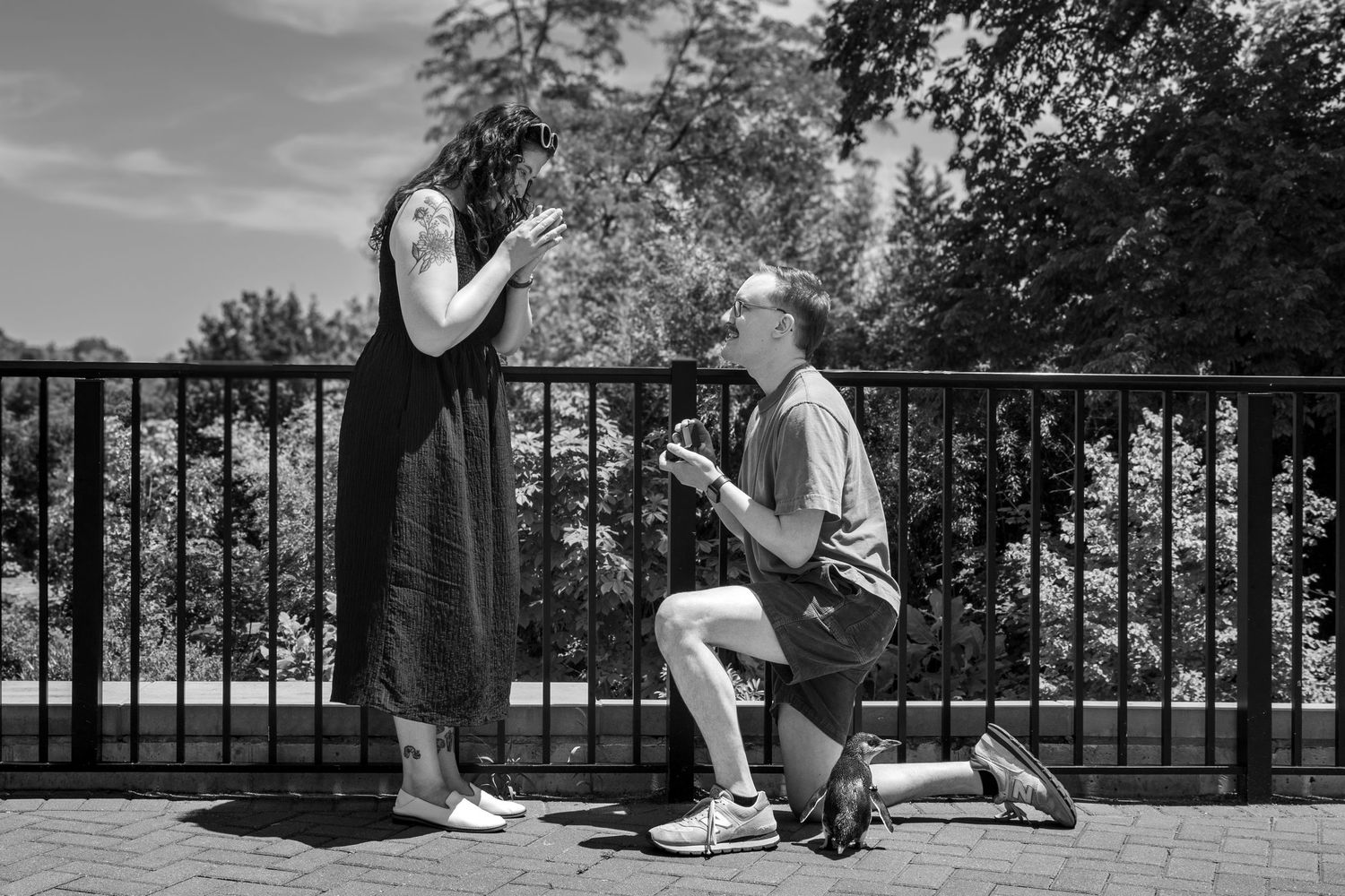 Chad proposes to Teresa beside Julep the penguin during an unforgettable Cincinnati Zoo engagement moment.