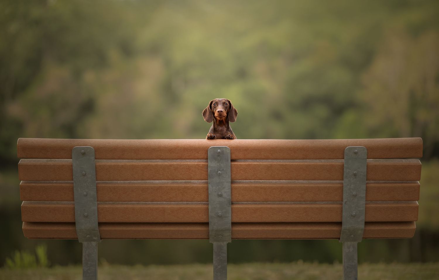 Minnie the mini dachshund in a striking pose, full of charm and personality.