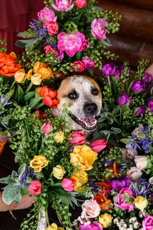 Happy dog peeking through colorful spring flower bouquets with tulips and roses.