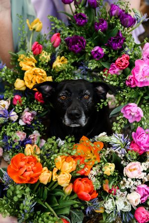Adorable black dog surrounded by colorful spring flowers including tulips and peonies in vibrant arrangement.