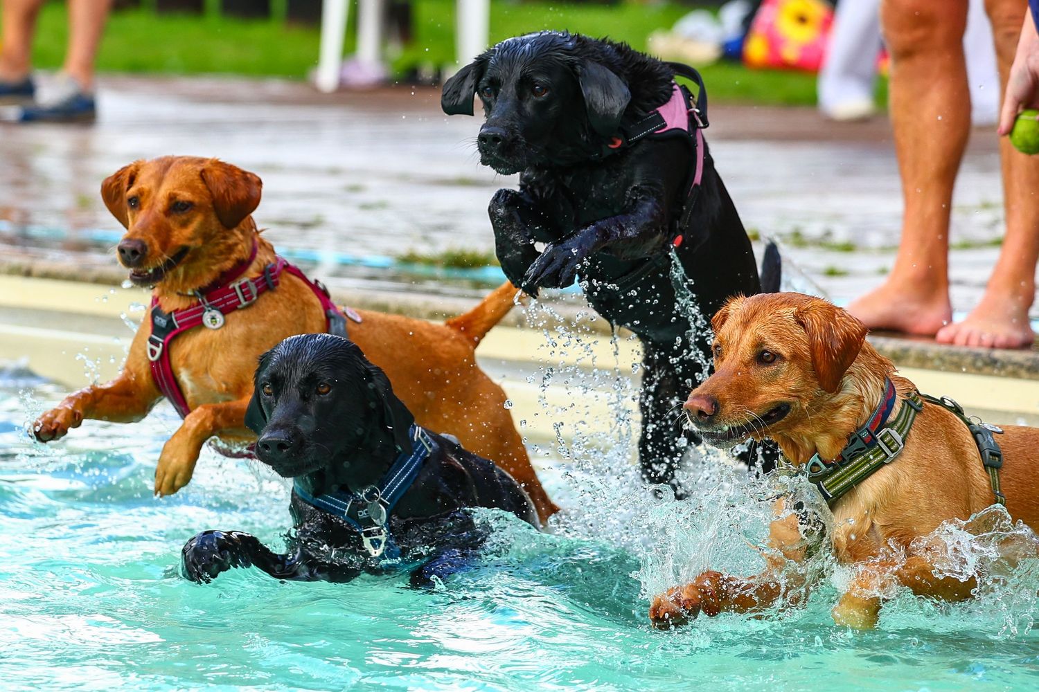 dog photography