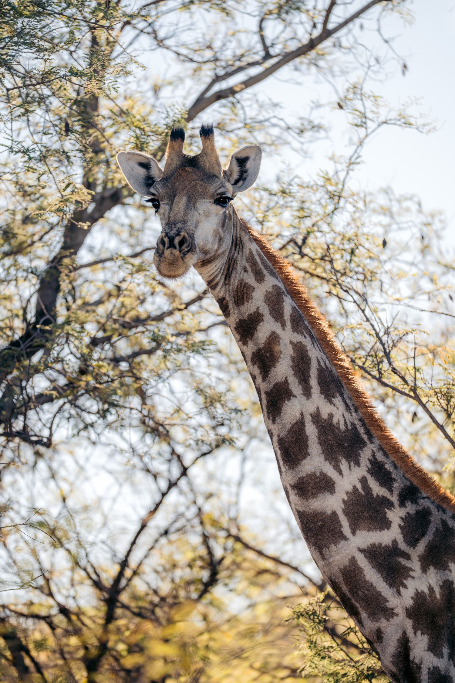 portrait d'une girafe au milieu des accacias à waterberg