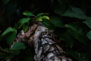 A green leafy plant with dark foliage grows against a blurred natural background in soft lighting.