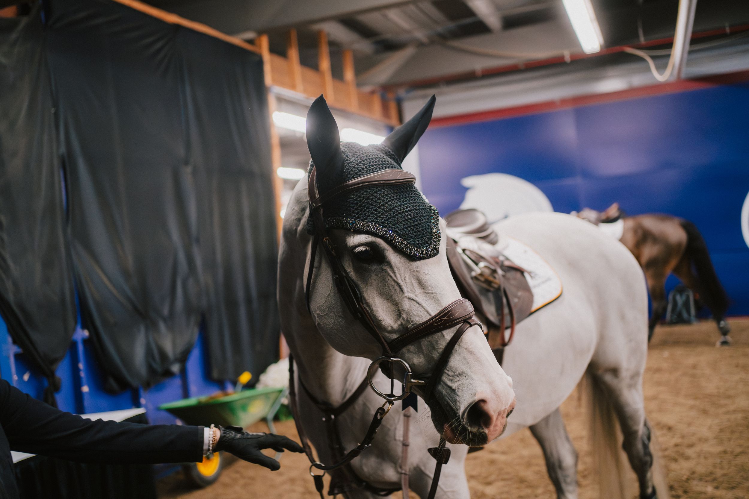 Close-up view of horses wearing protective riding gear in an indoor equestrian arena.