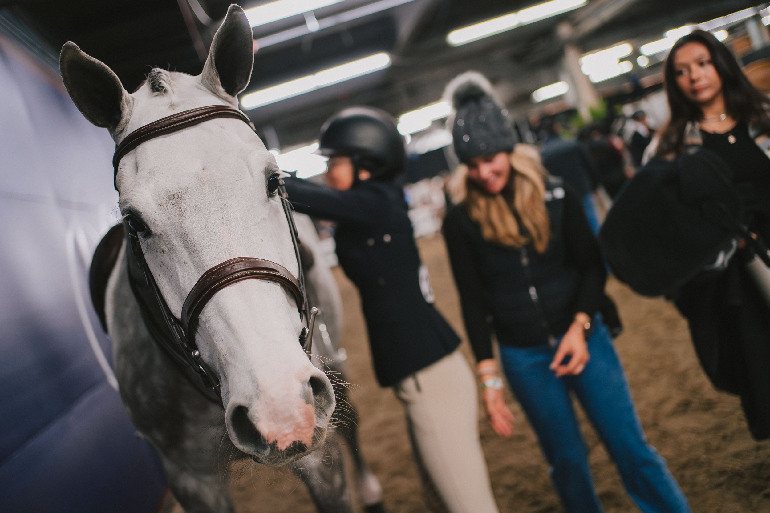 A close-up view of a white horse's face with a dark bridle against a blurred background.