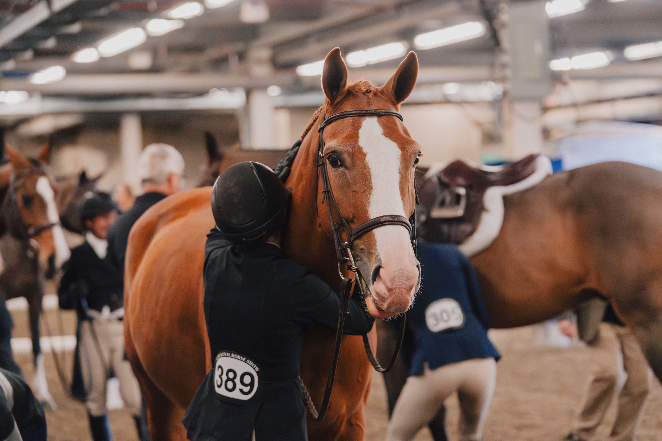 A chestnut horse wearing a black bridle stands in an indoor arena with other horses and handlers in the background.