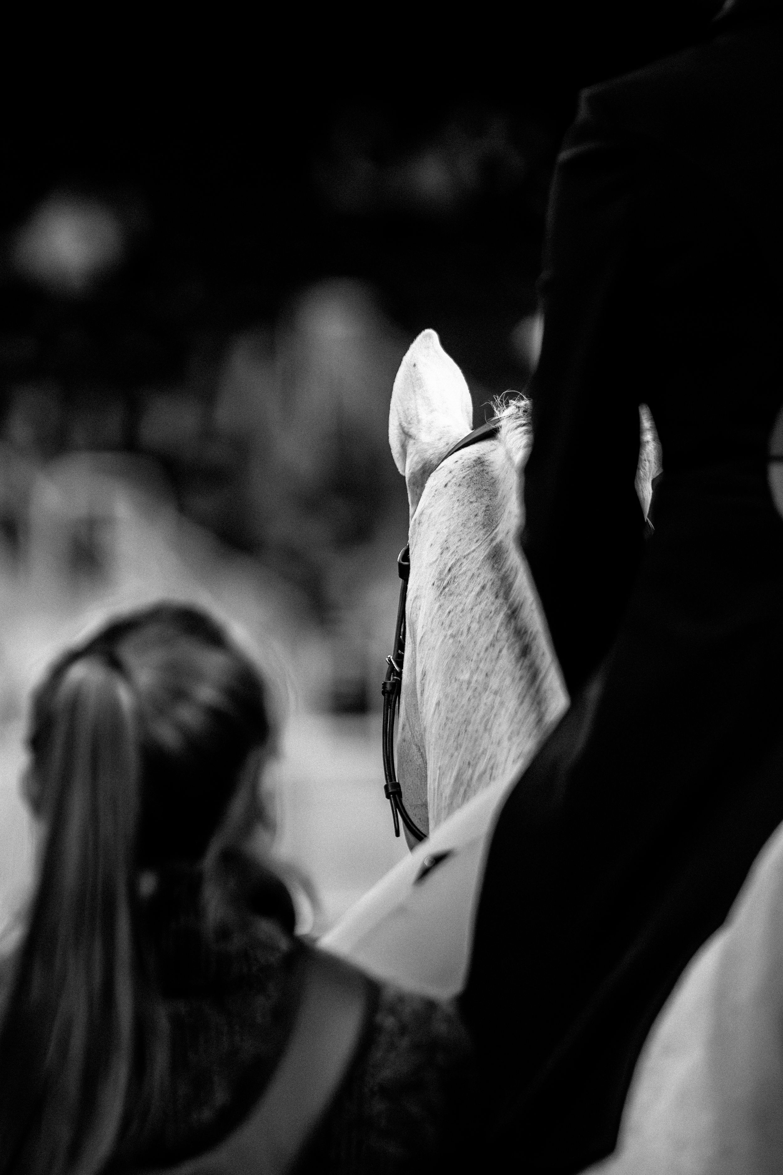 A sequence of black and white close-up photos showing white calla lily flowers in dramatic lighting.