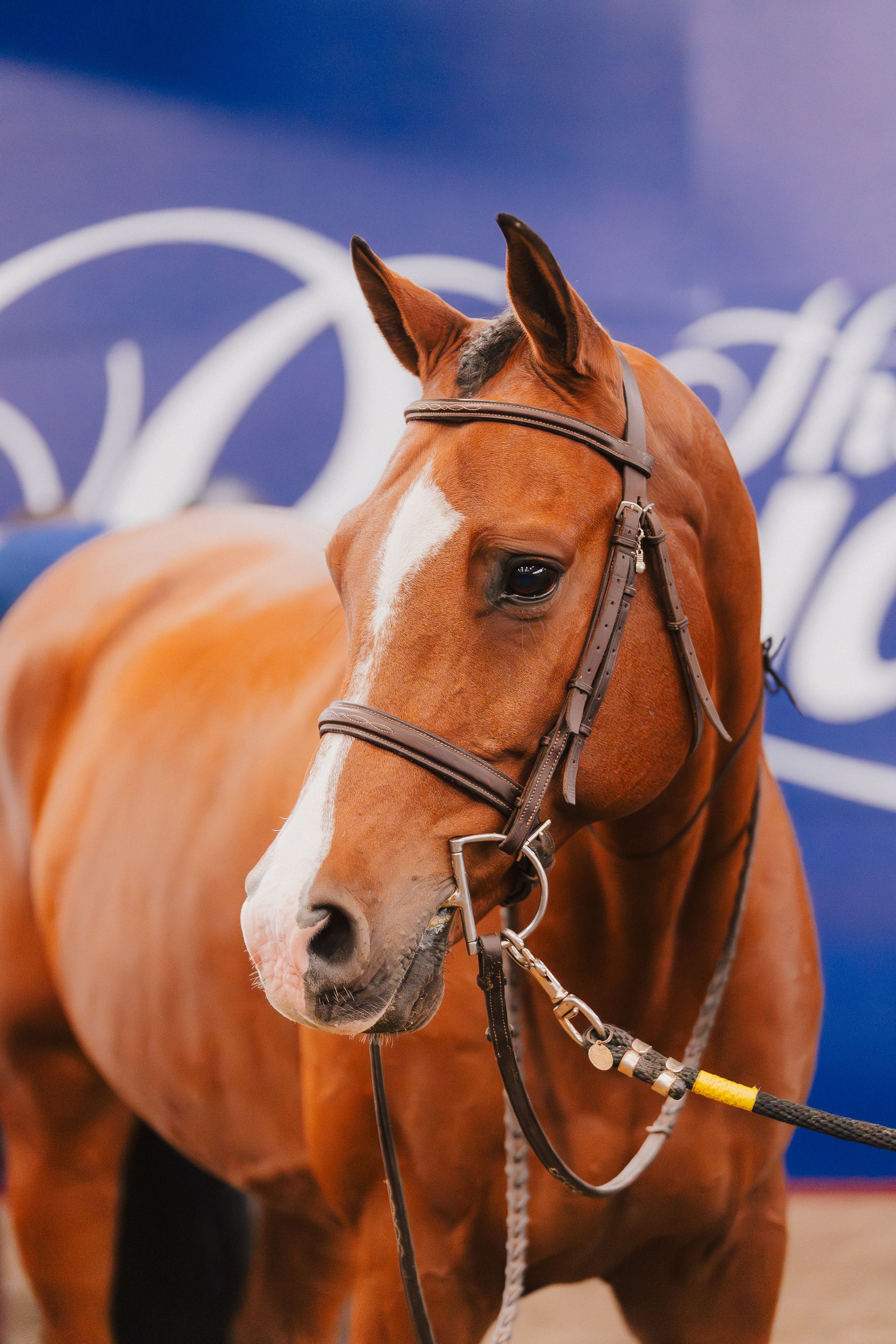 A sequence of close-up shots showing a chestnut horse's head and face from different angles against a blurred blue background.