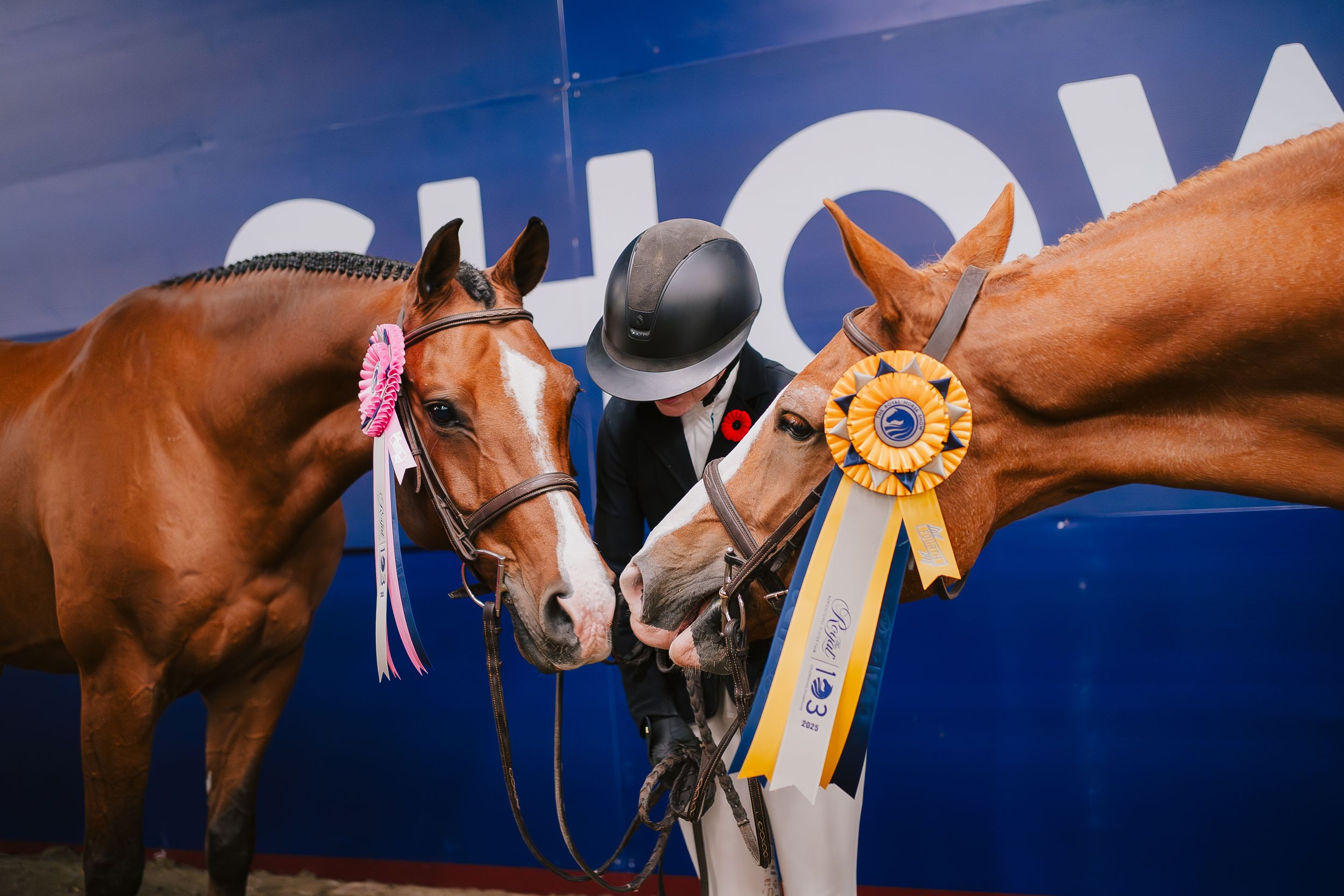A chestnut horse being led through an equestrian competition with blue walls and ribbons visible in the background.