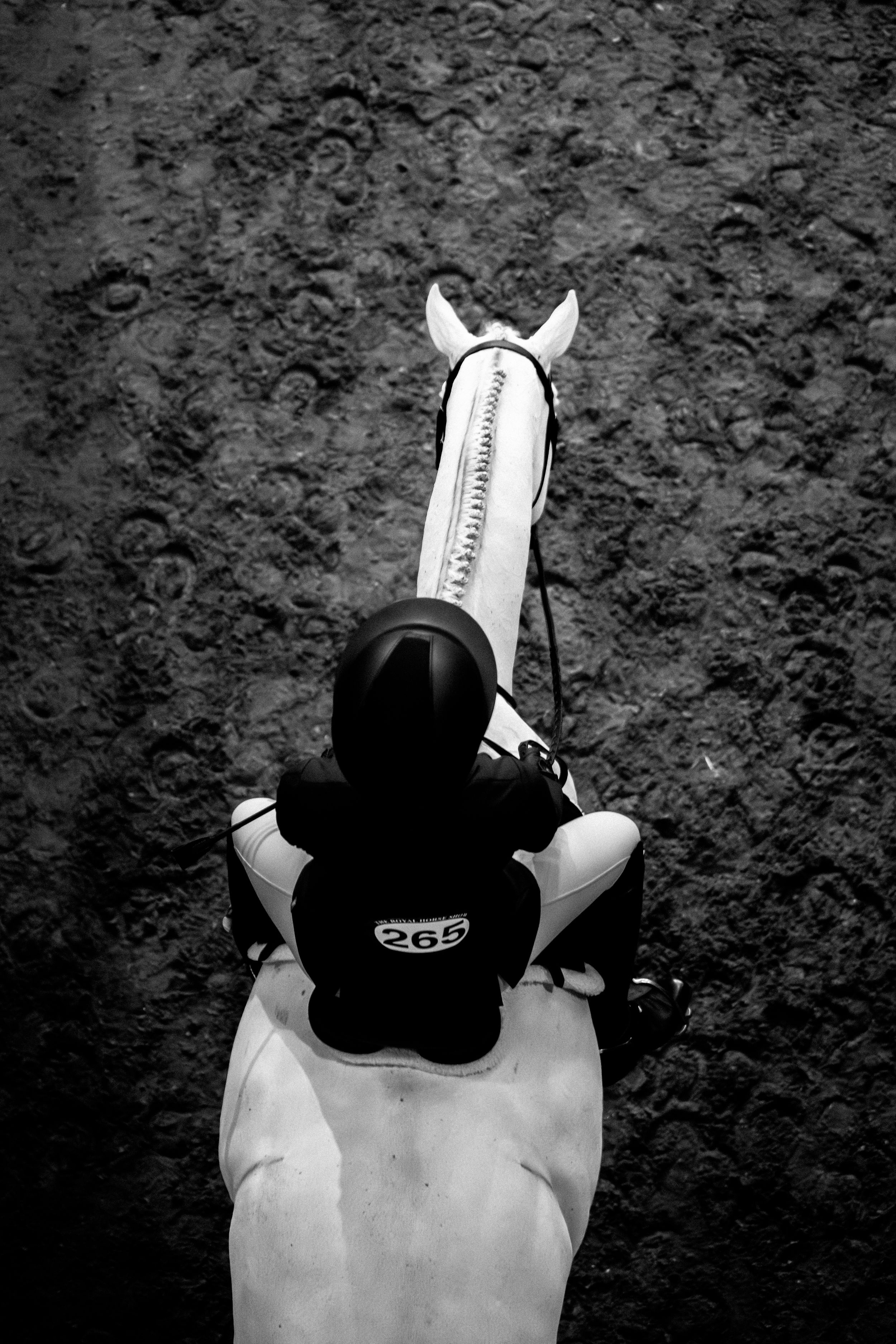 A sequence of black and white photos showing a white horse wearing a black cap against a textured background.