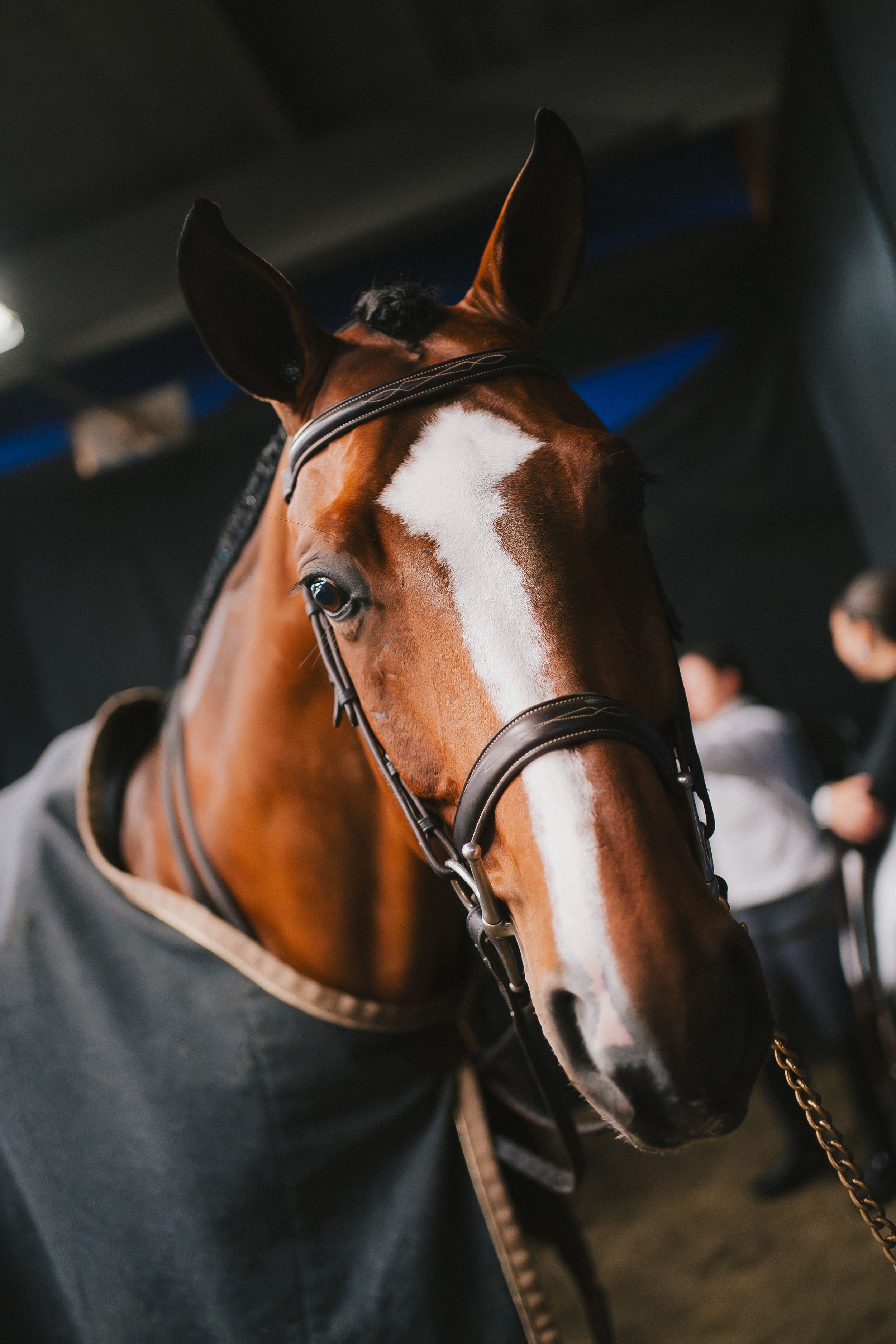 Close-up profile shots of a bay horse with a bridle showing its head from different angles.