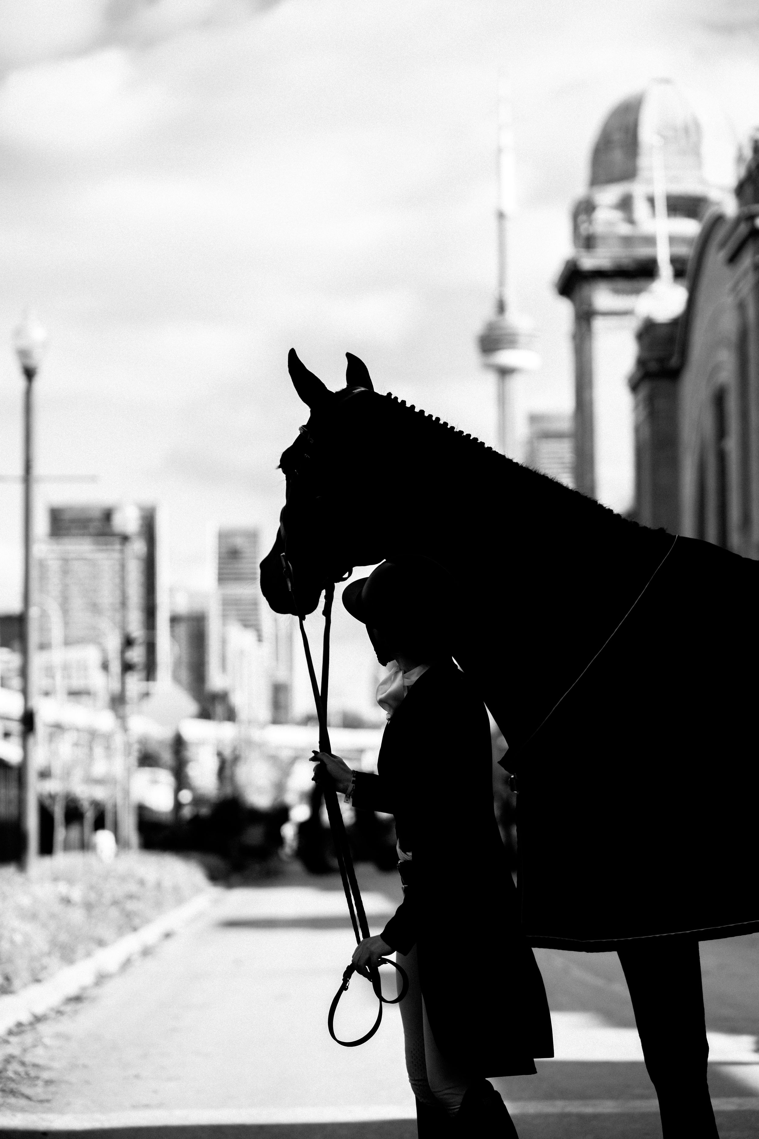 Silhouette of a horse against an urban cityscape with tall buildings in black and white.