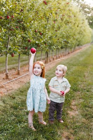 Two children hold up red apples while playing in an orchard.