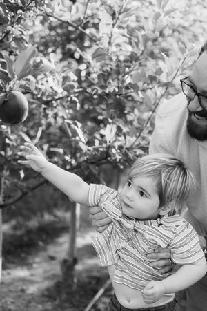 Black and white series of a child reaching for apples in an orchard.
