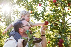 Father and child pick red apples together from a sunlit tree during harvest season.