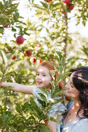 A joyful apple picking scene among green leaves and ripe red fruit in an orchard on a sunny day.