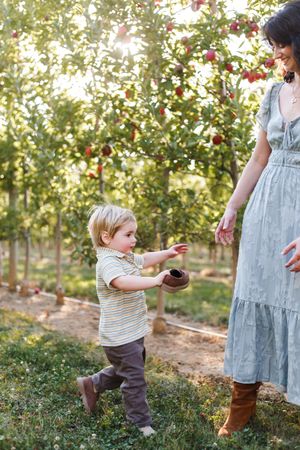 A small child in a striped shirt and brown pants plays in an apple orchard on a sunny autumn day.