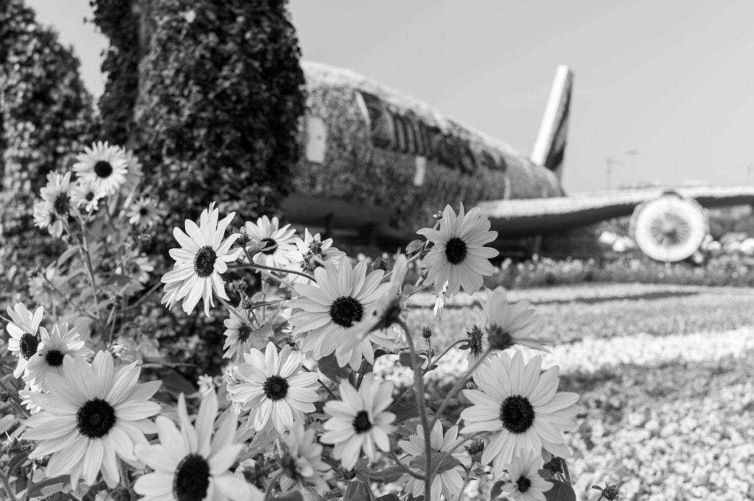 Black and white photograph of daisies in a field with mountains visible in the background on a sunny day.