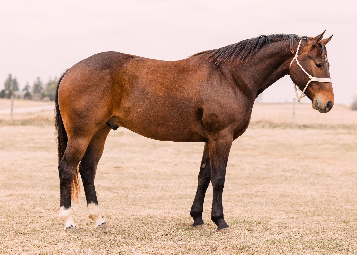 A bay quarter horse wearing a white halter stands in profile in a dry grassy field, showing its muscular build and white socks.
