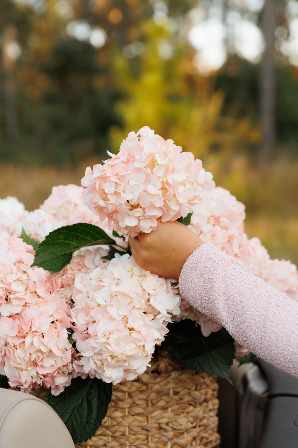 Pink hydrangea flowers being arranged in a woven basket against a soft autumn bokeh background.