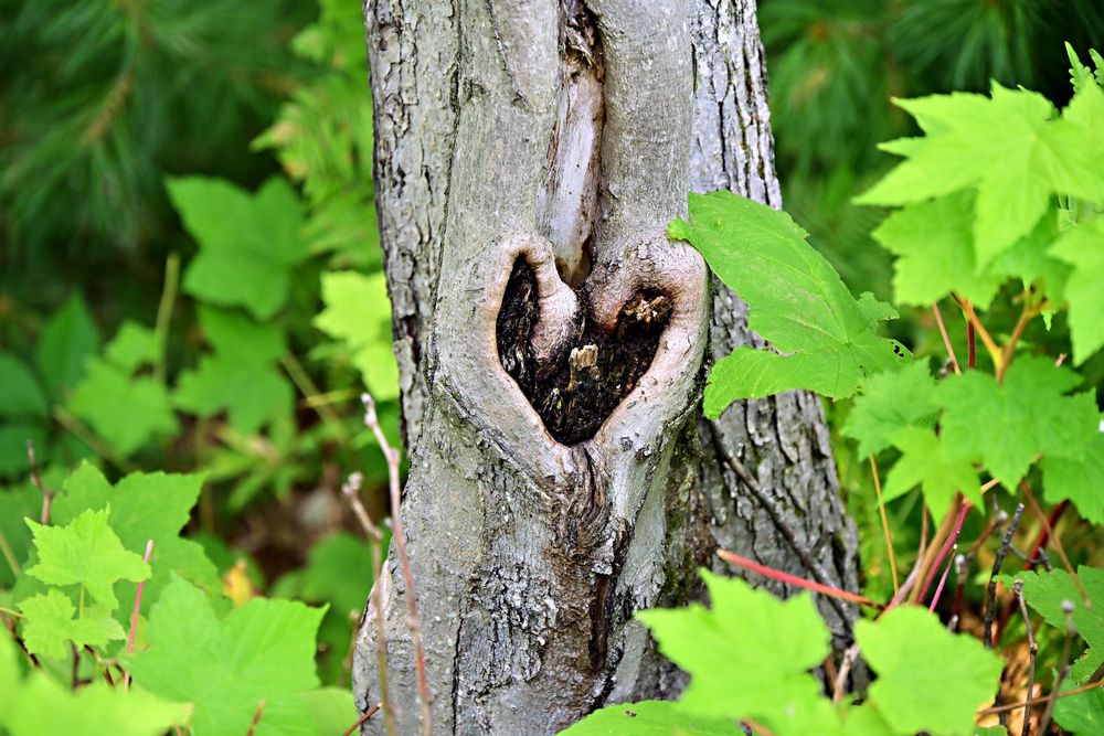 Natural heart in the trunk of a tree  Camp Northwoods Mason Wisconsin