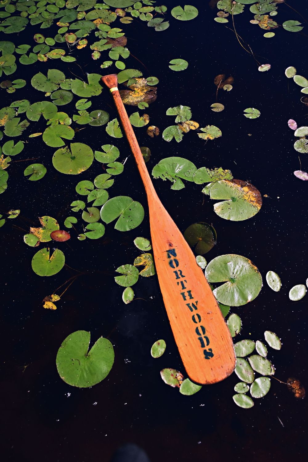 Camp Northwoods Mason Wisconsin paddle along with Lilly pads