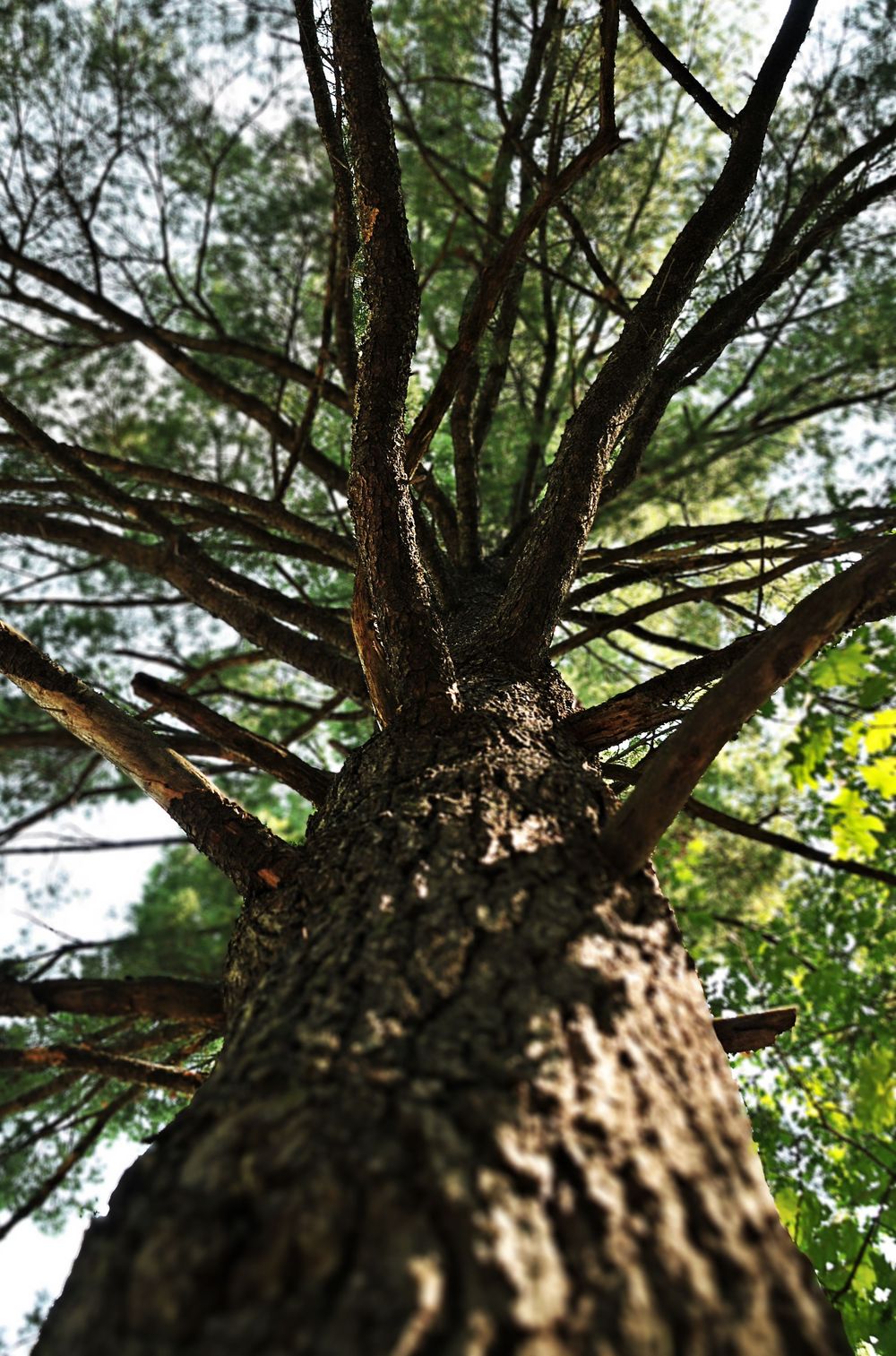 Pine tree