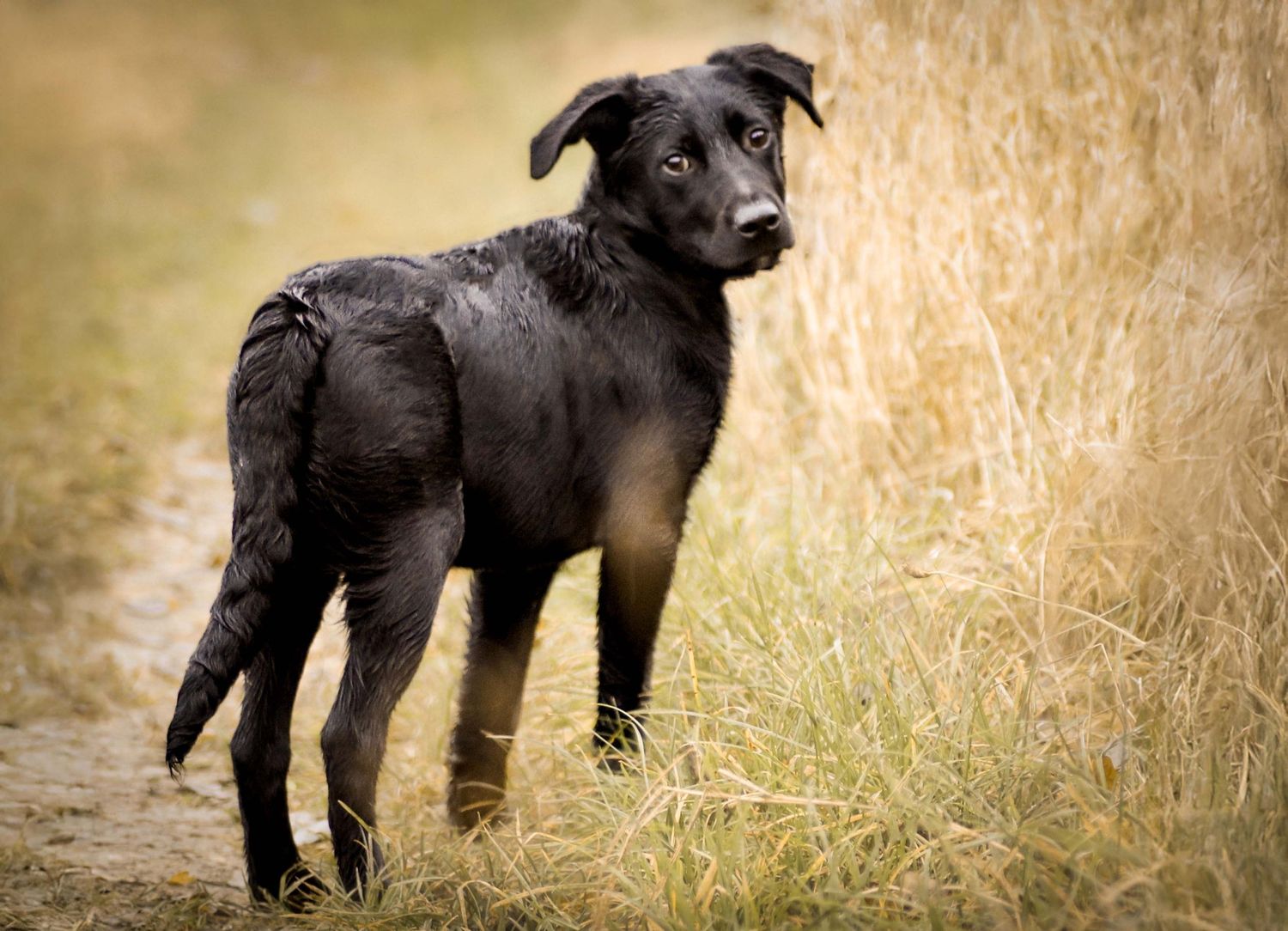 Natürliche Hundefotografie – schwarzer Hundewelpe im Gras, Region Hannover