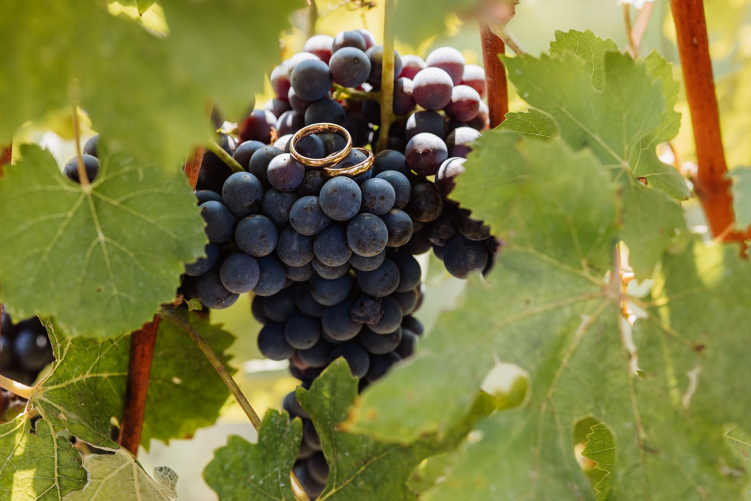 Ripe purple wine grapes growing on vines with green leaves in a vineyard during harvest season.