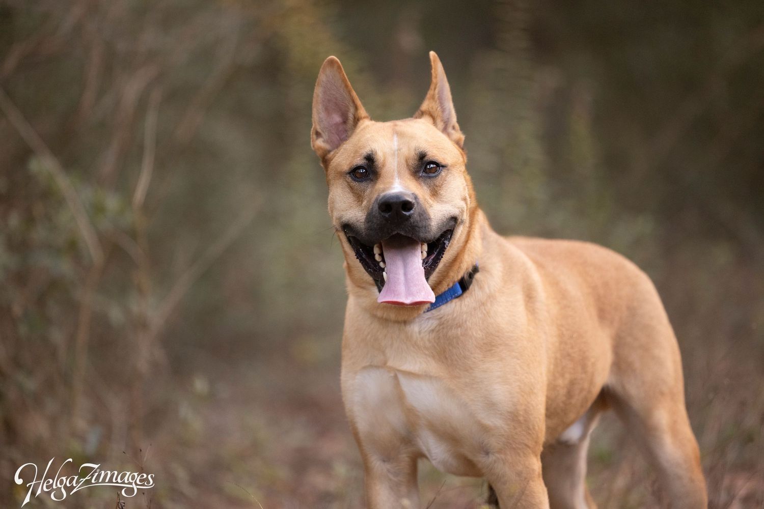Beautiful Atlas looking for his forever home - still waiting for a rescue application and a loving family - smart and gentle